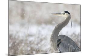 Great Blue Heron-Jason Savage-Mounted Art Print