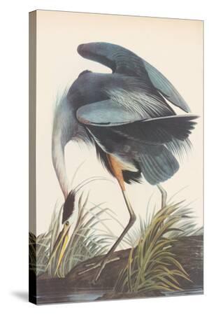 Audubon "GREAT BLUE HERON" Bird Wood Stretched Full Color Art Canvas Print New 
