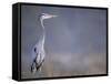 Great Blue Heron-Georgienne Bradley-Framed Stretched Canvas