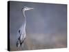 Great Blue Heron-Georgienne Bradley-Stretched Canvas