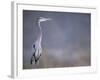 Great Blue Heron-Georgienne Bradley-Framed Photographic Print