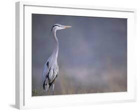 Great Blue Heron-Georgienne Bradley-Framed Photographic Print