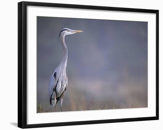 Great Blue Heron-Georgienne Bradley-Framed Photographic Print