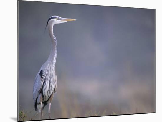 Great Blue Heron-Georgienne Bradley-Mounted Photographic Print