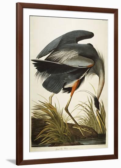 Great Blue Heron-John James Audubon-Framed Giclee Print