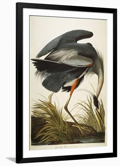 Great Blue Heron-John James Audubon-Framed Giclee Print