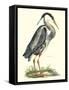 Great Blue Heron-John Selby-Framed Stretched Canvas