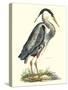 Great Blue Heron-John Selby-Stretched Canvas