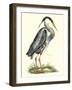 Great Blue Heron-John Selby-Framed Art Print