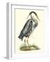 Great Blue Heron-John Selby-Framed Art Print