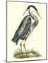 Great Blue Heron-John Selby-Mounted Art Print
