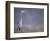 Great Blue Heron-Georgienne Bradley-Framed Photographic Print