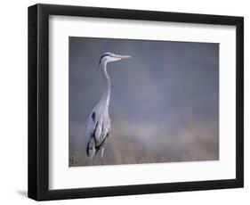 Great Blue Heron-Georgienne Bradley-Framed Photographic Print