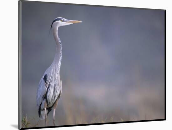 Great Blue Heron-Georgienne Bradley-Mounted Photographic Print