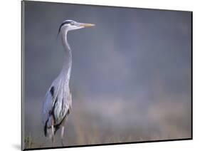 Great Blue Heron-Georgienne Bradley-Mounted Photographic Print