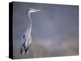 Great Blue Heron-Georgienne Bradley-Stretched Canvas