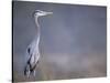 Great Blue Heron-Georgienne Bradley-Stretched Canvas