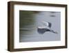 Great Blue Heron-Ken Archer-Framed Photographic Print