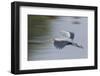 Great Blue Heron-Ken Archer-Framed Photographic Print