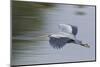 Great Blue Heron-Ken Archer-Mounted Photographic Print