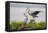 Great Blue Heron-Larry Ditto-Framed Stretched Canvas