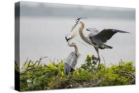 Great Blue Heron-Larry Ditto-Stretched Canvas