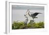 Great Blue Heron-Larry Ditto-Framed Photographic Print