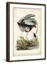 Great Blue Heron-John James Audubon-Framed Art Print