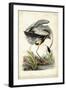 Great Blue Heron-John James Audubon-Framed Art Print