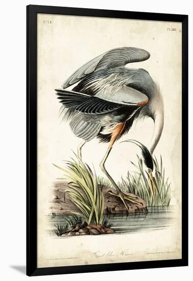 Great Blue Heron-John James Audubon-Framed Art Print