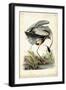 Great Blue Heron-John James Audubon-Framed Art Print