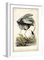 Great Blue Heron-John James Audubon-Framed Art Print