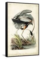 Great Blue Heron-John James Audubon-Framed Stretched Canvas