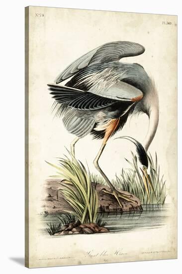 Great Blue Heron-John James Audubon-Stretched Canvas