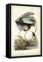 Great Blue Heron-John James Audubon-Framed Stretched Canvas