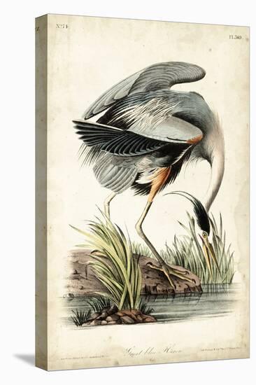 Great Blue Heron-John James Audubon-Stretched Canvas