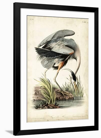 Great Blue Heron-John James Audubon-Framed Art Print