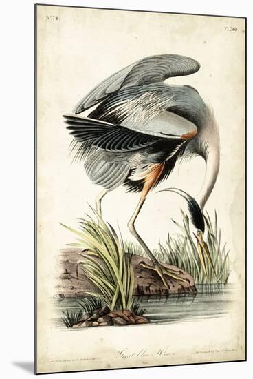 Great Blue Heron-John James Audubon-Mounted Art Print