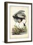 Great Blue Heron-John James Audubon-Framed Art Print