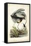 Great Blue Heron-John James Audubon-Framed Stretched Canvas