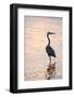 Great Blue Heron-Lynn M^ Stone-Framed Photographic Print