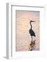 Great Blue Heron-Lynn M^ Stone-Framed Photographic Print