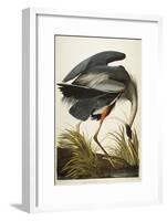 Great Blue Heron-John James Audubon-Framed Giclee Print