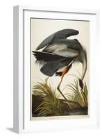 Great Blue Heron-John James Audubon-Framed Giclee Print