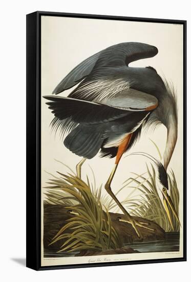 Great Blue Heron-John James Audubon-Framed Stretched Canvas