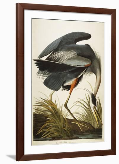 Great Blue Heron-John James Audubon-Framed Giclee Print