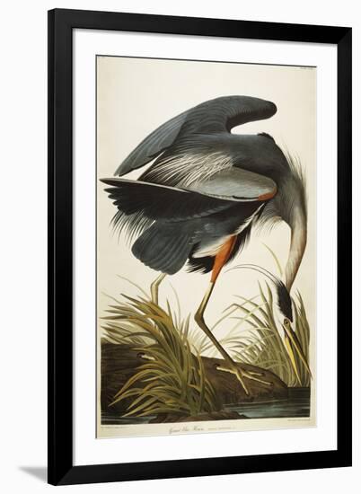 Great Blue Heron-John James Audubon-Framed Giclee Print