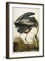 Great Blue Heron-John James Audubon-Framed Premium Giclee Print