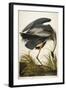 Great Blue Heron-John James Audubon-Framed Premium Giclee Print