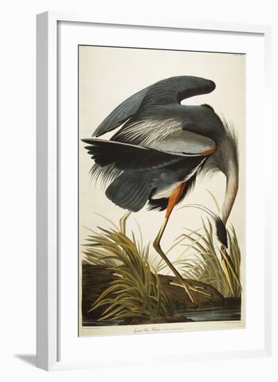 Great Blue Heron-John James Audubon-Framed Giclee Print